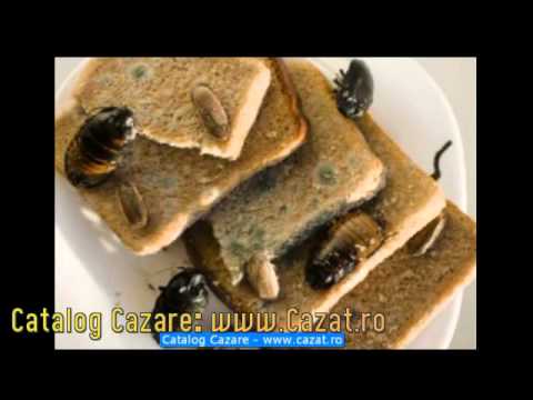 Cazare Utvin, Timis - Cazat.ro