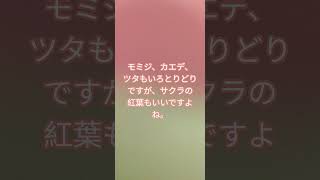 Download lagu ♪もみじ🍁（二重奏）を吹きます #ソプラノリコーダー #岡野貞一 #小学４年の音楽 #二重奏 #童謡・唱歌 mp3