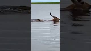Download lagu Real cerita Si Kancil(Rusa) hampir kecaplok Buaya - A crocodile chasing a deer mp3