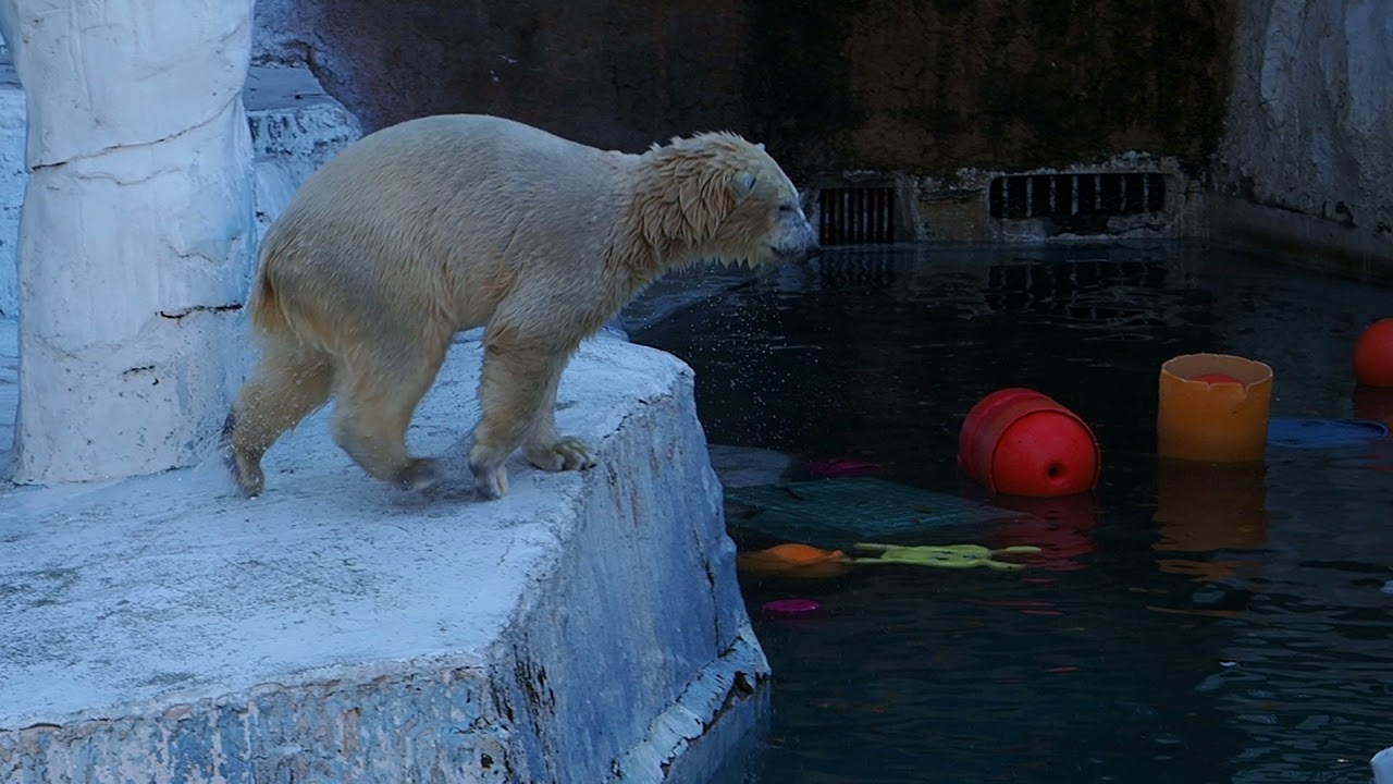 ホッキョクグマのフリーキック　Free kicking polar bear