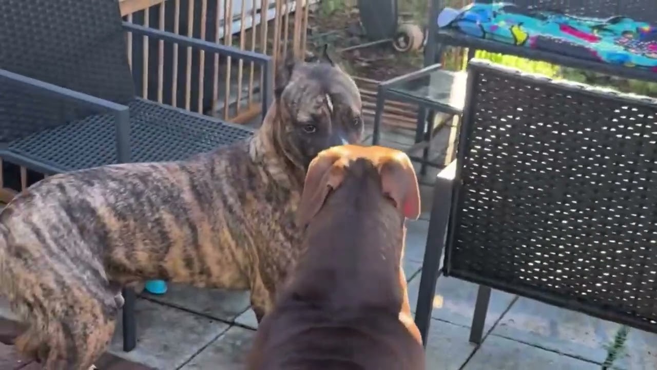 Enlarge WASABI-WONTON, a Adoptable mixed breed in Fort Lauderdale , FL video 1/6