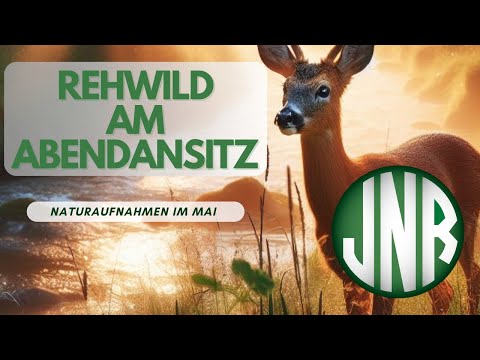 Rehwild und der Abendansitz