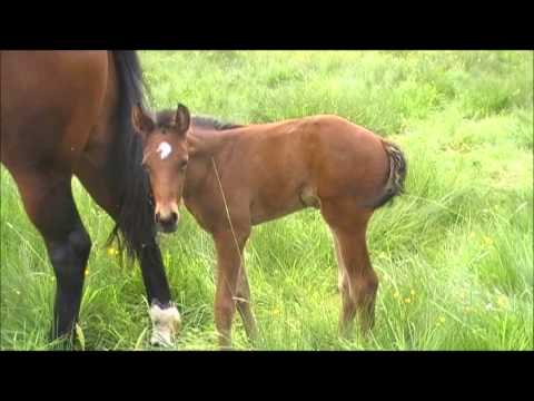 Bee Gees de sa naissance à aujourd'hui