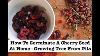 How To Germinate A Cherry Seed At Home - Growing Tree From Pits
