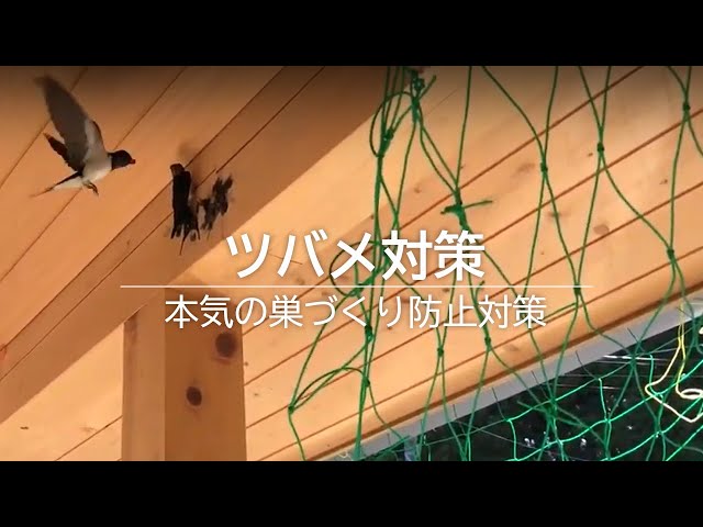 本気のツバメ対策|巣づくり防止