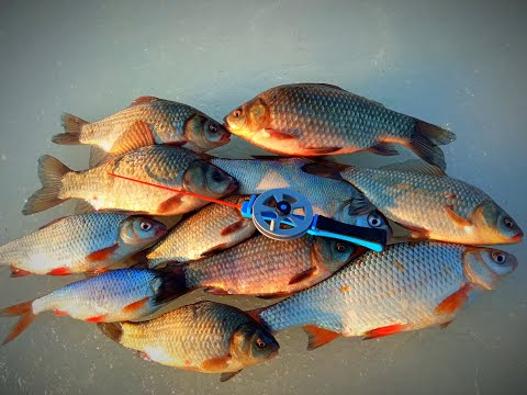 Фото ЭТА ЛУНКА ЗДЕЛАЛА РЫБАЛКУ!  Зимняя рыбалка на КАРАСЯ.