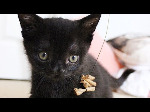 Meet Aela, The Adorable Kitten With Hydrocephalus And A Cleft Palate Who Found A Great Foster Home