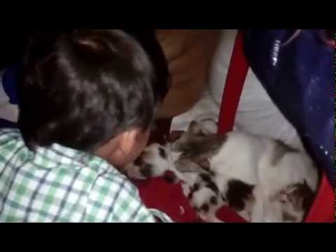 Srivatsan and Chiddu  watch cats