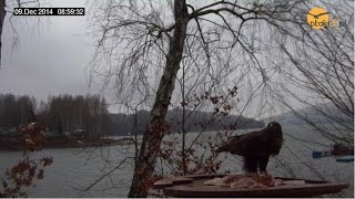 preview picture of video 'Dokarmianie ptaków drapieżnych, Jezioro Solińskie, Polska, 9.12.2014'