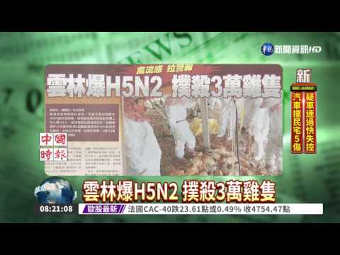 雲林爆H5N2 撲殺3萬雞隻