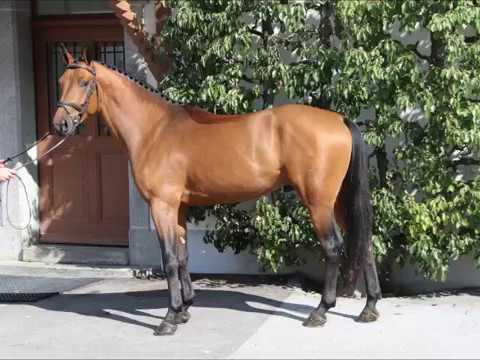 Cerruti von Worrenberg, OS, Comme il faut x Libero H, geb. 2014, gekört