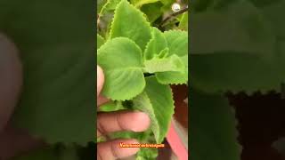 Download lagu இதுக்கு இவ்வளவு சத்தியா? / karpuravalli leaf benefits ..#shorts #plants #leaf #use #கற்பூரவள்ளி mp3 Download lagu இதுக்கு இவ்வளவு சத்தியா? / karpuravalli leaf benefits ..#shorts #plants #leaf #use #கற்பூரவள்ளி mp3