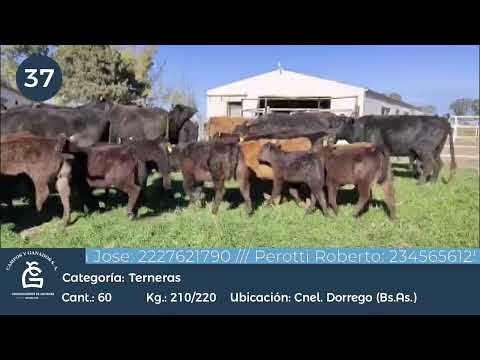 Lote HEMBRAS A TERMINO- Cnel Dorrego Bs As