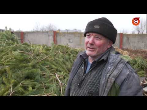 Не проданные в Мариуполе елки отдали в зоопарк