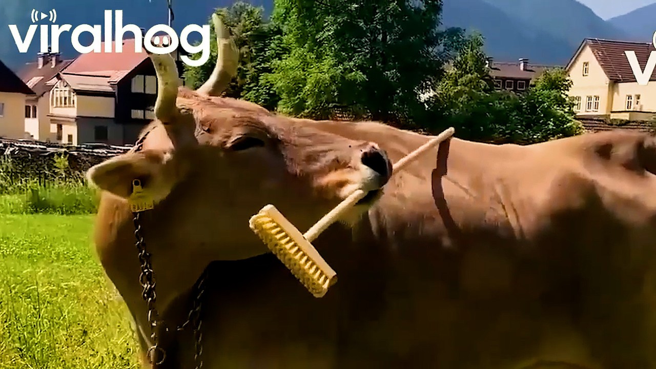 These Animals Made My Day🐾 || ViralHog