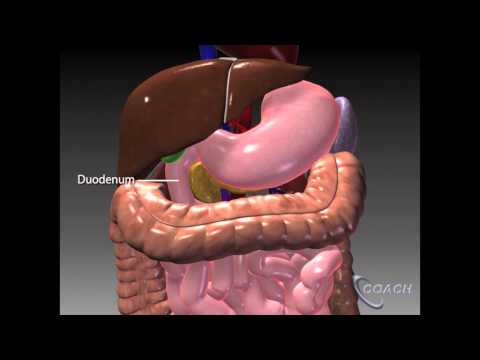 The Whipple Procedure