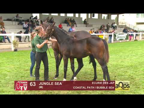 Show Aqps Ouest 2019 : Lot 63 - JUNGLE SEA