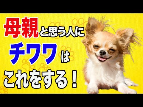 私の犬は私を母親だと思っていますか?