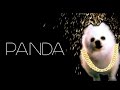 Gabe The Dog Panda Desiigner Remix