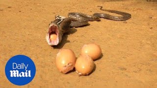 Incredible moment snake regurgitates seven whole eggs - Daily Mail