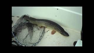preview picture of video 'Pike Fishing in Åland'
