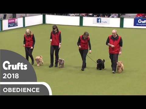 Obreedience - Poodle Training Club | Crufts 2018
