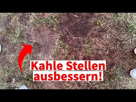 Kahle Stellen im Rasen ausbessern - Das sind die besten Tipps für deine Rasenreparatur- & pflege!