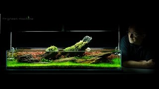 Crimson Sky Nature Aquarium Aquascape by James Findley