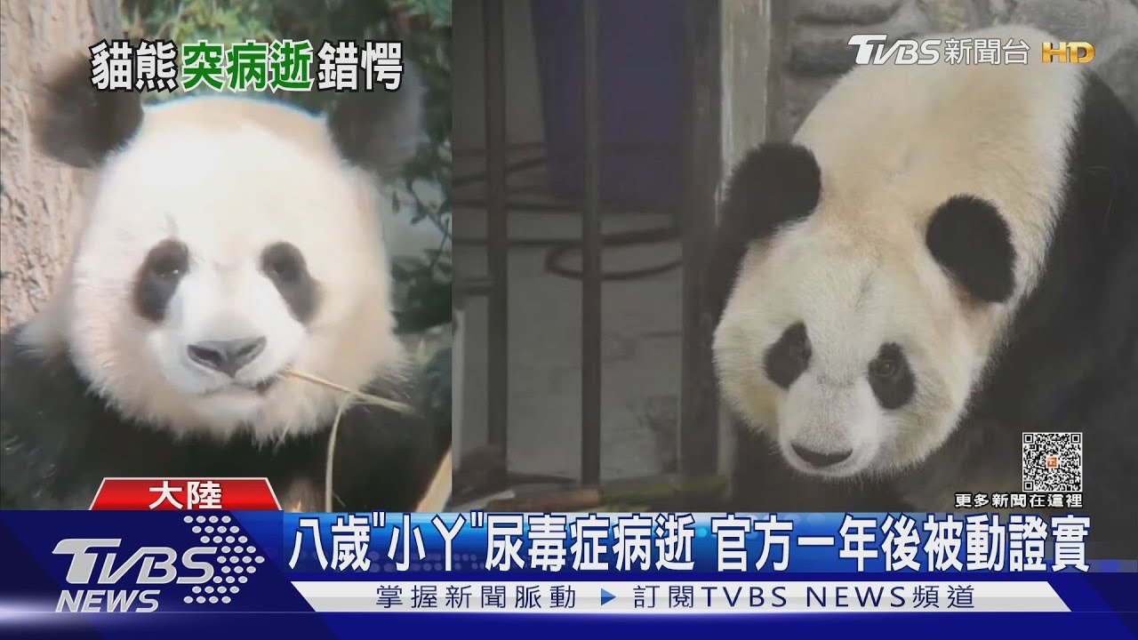 潦草「丸子頭」走了 網紅貓熊「小丫」病逝掀議