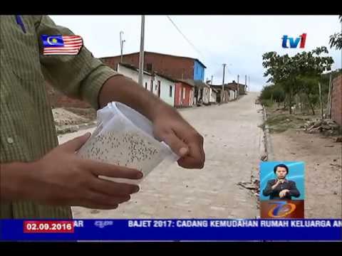 Impotensi karena ganja Potensi dan tetes