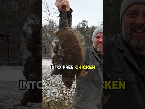 Turtle to Chicken Feed? Homestead Pest Control