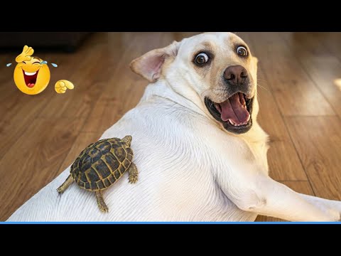 Dog Video 3