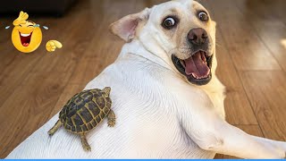 You Will Die Laughing At These Dog 😹🐶The Funniest dog Moments Compilation 🐾
