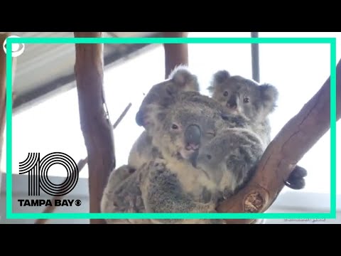 Mama koala bear carries her three babies