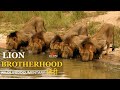 LION BROTHERHOOD Wild Africa हिन्दी डॉक्यूमेंट्री Life In The 