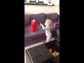 Dylan Puts Helmet On Elmo