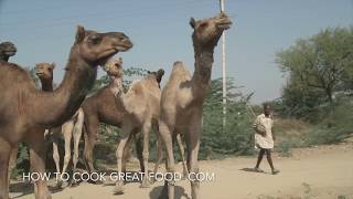 Camel Meat - Camel Recipe - How to cook Camel Stew