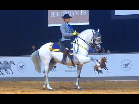 Spanish Dressage Show