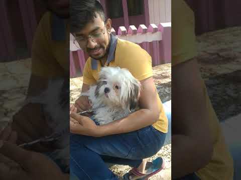 Broni my dog.#shorts #viral