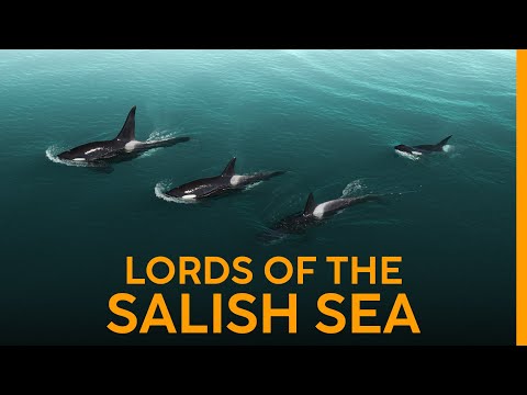 The FAMOUS Killer Whales of Puget Sound!