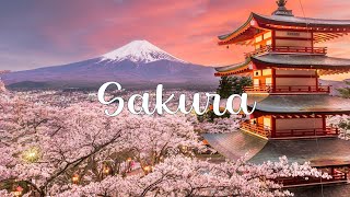 Japan 4K Cherry Blossom Scenery | Japanese Sakura Cherry Blossom Tree 4K Video