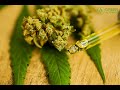 Understanding Cannabinoids Your Complete Cannabis Guide Samantha Miller Green Flower