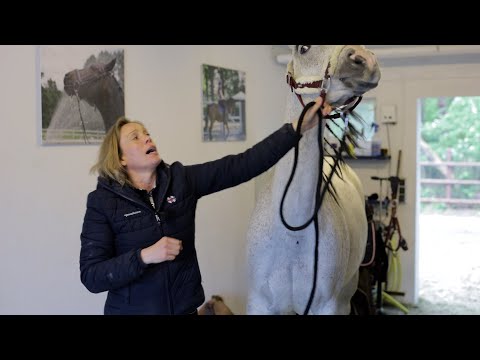 Schimmelwallach fällt beim Pferdecheck durch - Messerscharfe Zähne machen Besitzerin fassungslos