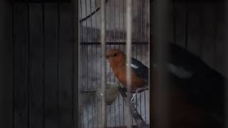 Download lagu suara anis merah betina memanggil jantan mp3 Download lagu suara anis merah betina memanggil jantan mp3