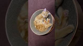 Download lagu kucing lagi santai mp3