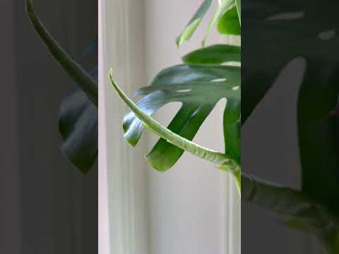 垂れ流し 発汗 しずく 露の涙 モンステラ デリシオサ 粘着性残留物 寄生虫