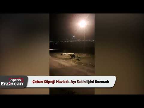 Çoban Köpeği Havladı, Ayı Sakinliğini Bozmadı