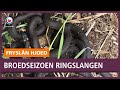 REPO: Goed broedseizoen voor ringslangen in de Houtwiel bij Veenwouden