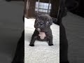 Puppy sound #shorts #puppy #dog