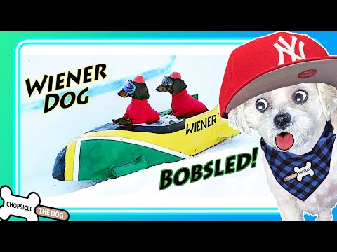 Wiener Dog Bobsled! Crusoe The Dachshund Winter Olympics Reaction By Chopsicle The Dog